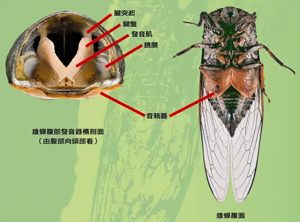 為什么天越熱，蟬叫得越厲害？