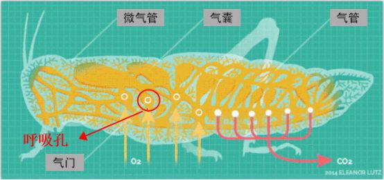 為什么蟑螂碰到洗發(fā)水會(huì)當(dāng)場(chǎng)死亡？