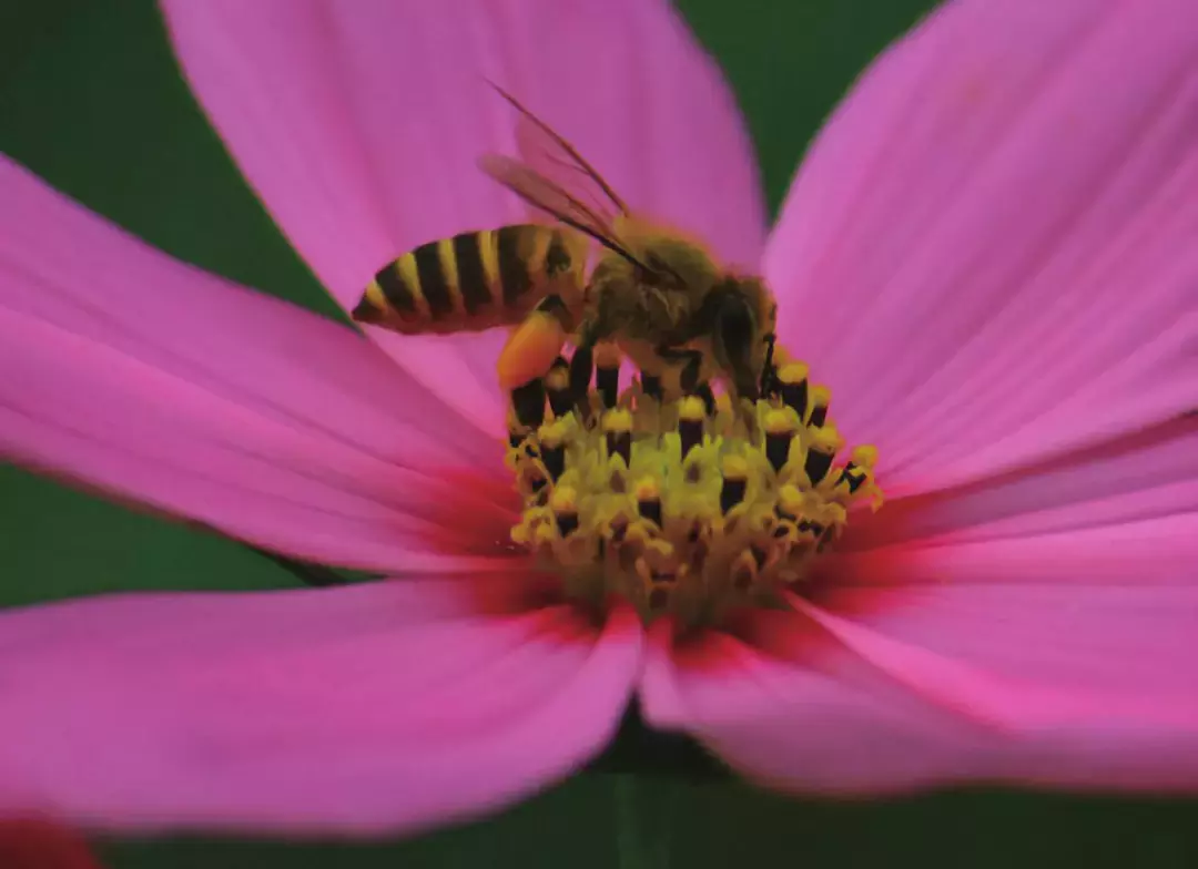 如何區(qū)分黃蜂、蜜蜂、馬蜂、胡蜂……各種蜂？